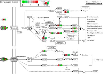 Comprehensive proteomics of monocytes indicates oxidative imbalance functionally related to inflammatory response in chronic kidney disease-related atherosclerosis